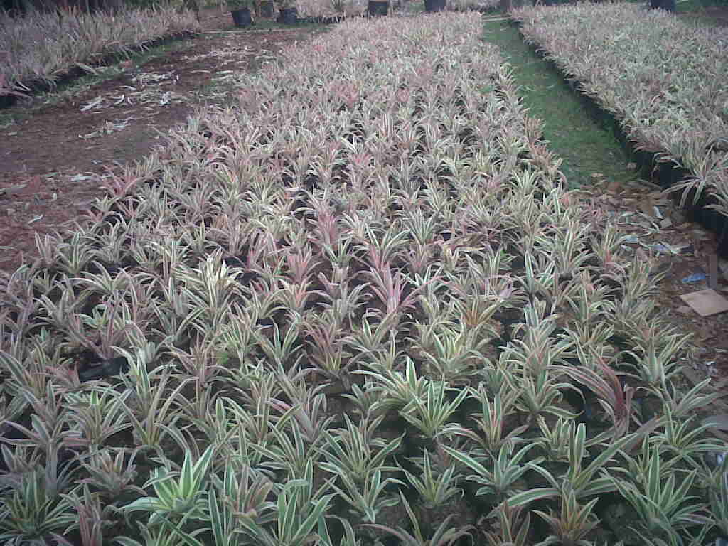 25+ Tanaman Hias Nanas Mini