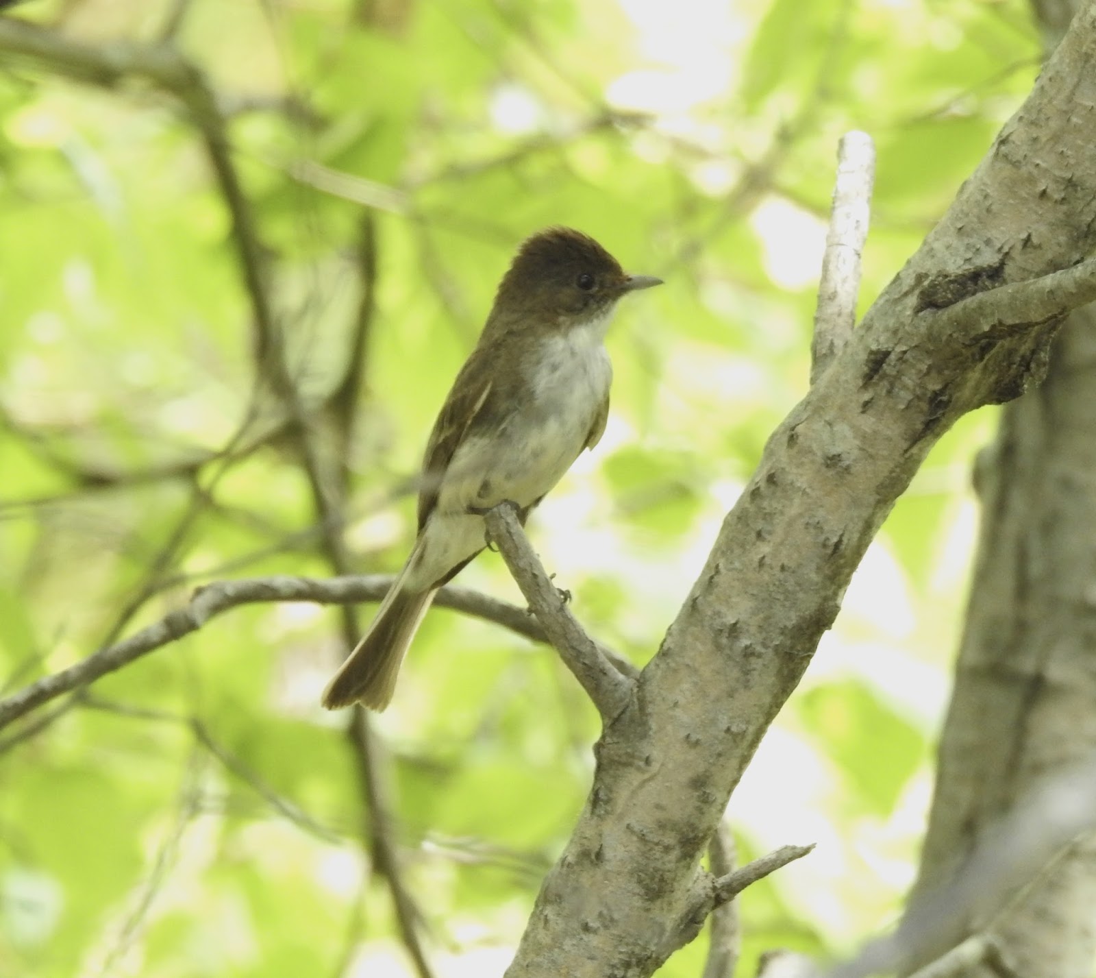 Bev’s Nature Blog: Eastern Phoebe Second Nesting
