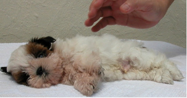 Vômito nos Shih Tzu pode indicar doenças hepáticas e gastrite