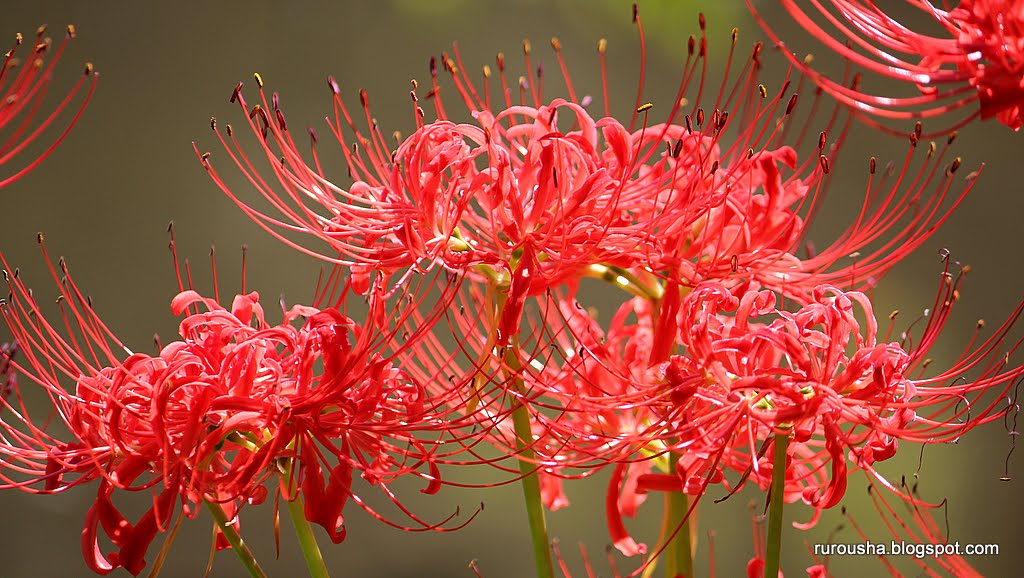 Azutori usami Red Spider Lily Tokyo Ghoul