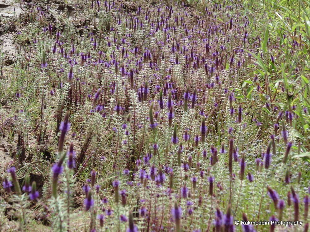 Kas Pathar - Flowers valley in Maharashtra