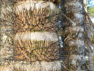 Palmiers et plantes ressemblantes du Panama Palmiers et plantes ressemblantes du Panama