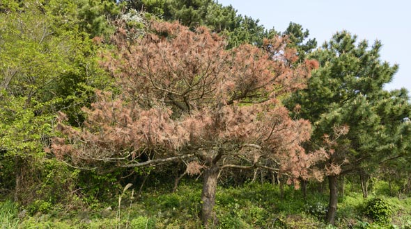 Distressed tree changing colors and dying