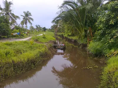 Ekosistem Rawa dan Karakteristiknya