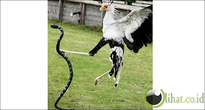 Burung Sekretaris dan Ular