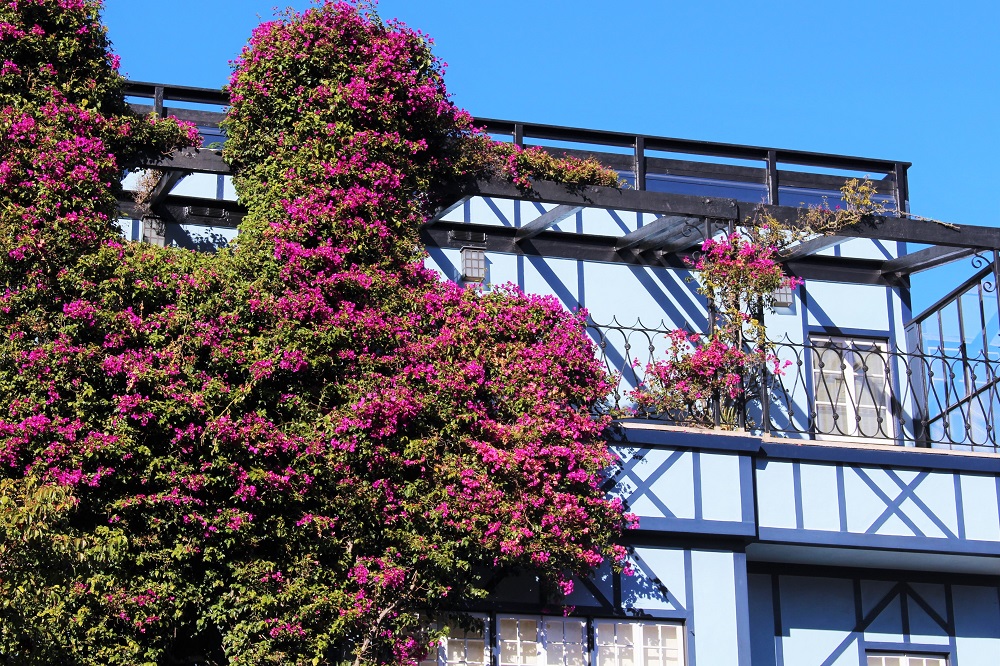 Lombard Street, San Francisco - California travel blog