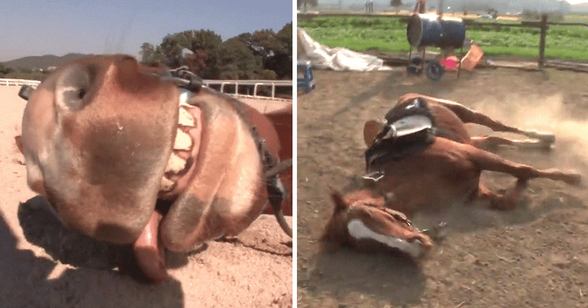 Overdramatic Horse Plays The Dead When People Try To Ride Him