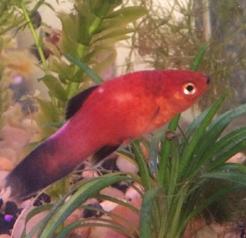 Ciri Ciri Ikan Hias sakit Atau Stres Gambar Ciri Ciri Ikan Hias sakit Atau Stres-Ikan Plati