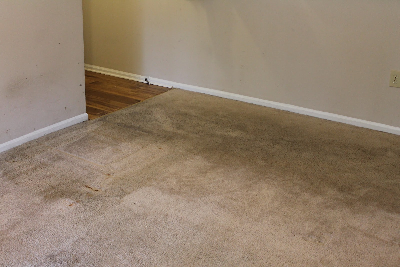 To Dental School and Beyond Carpet Cleaning Review (Rug Doctor)