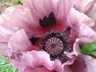 Oriental poppy flower Patty's Plum