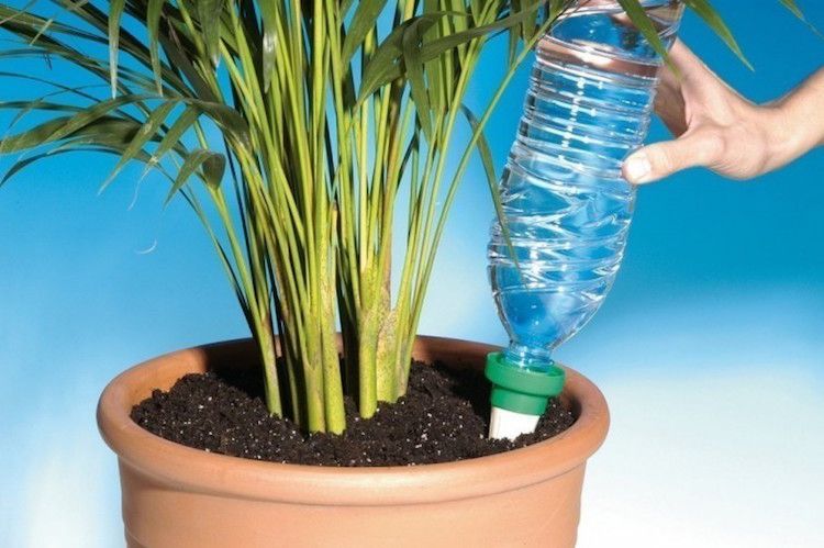 sistema riego plantas en vacaciones con una botella invertida