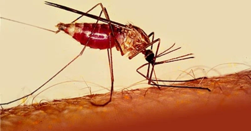 Ελονοσία: Η εξαφανισμένη επιδημία κτύπησε ξανά την Ελλάδα!