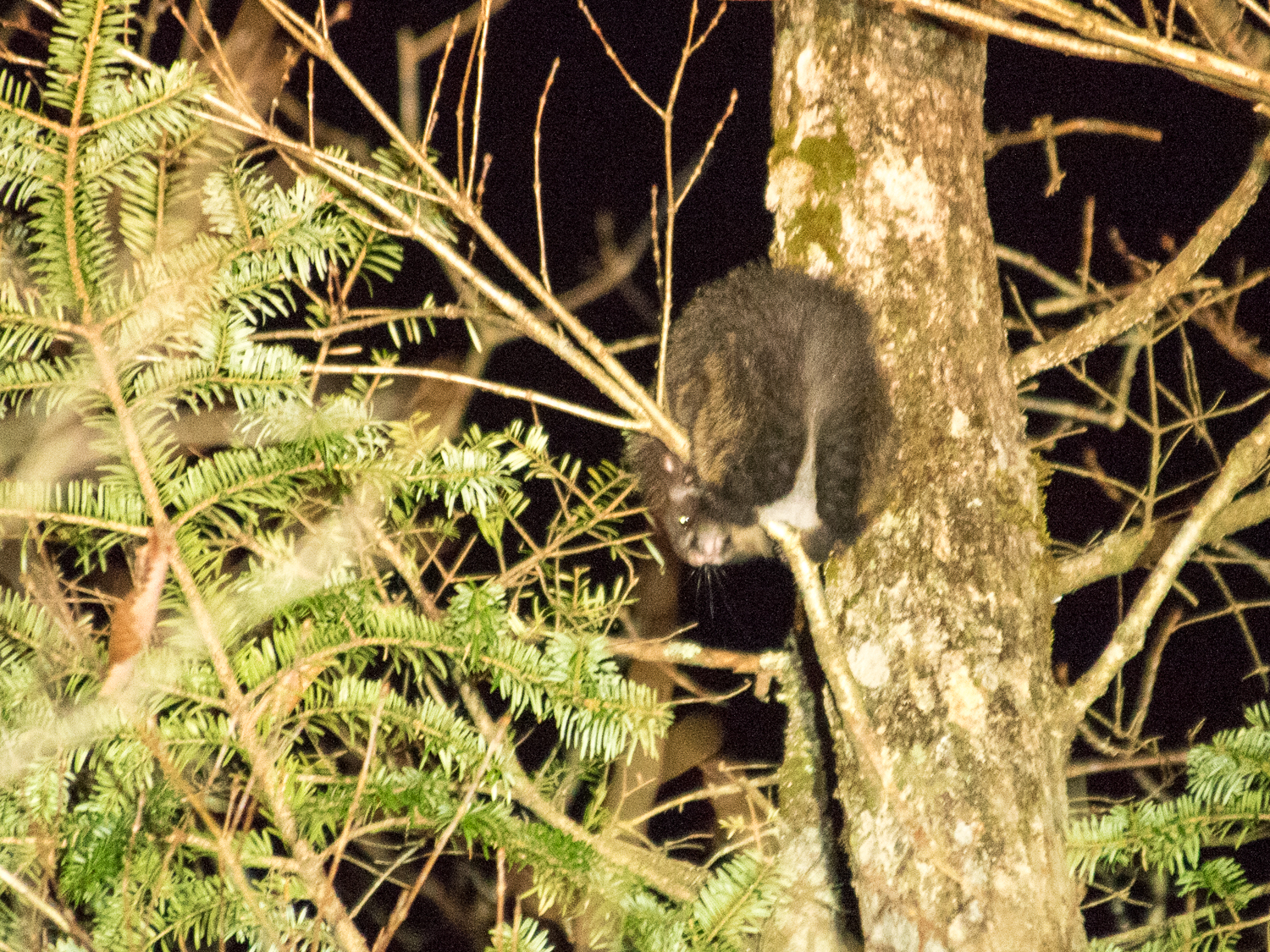ペルー北部で新種のシカ発見