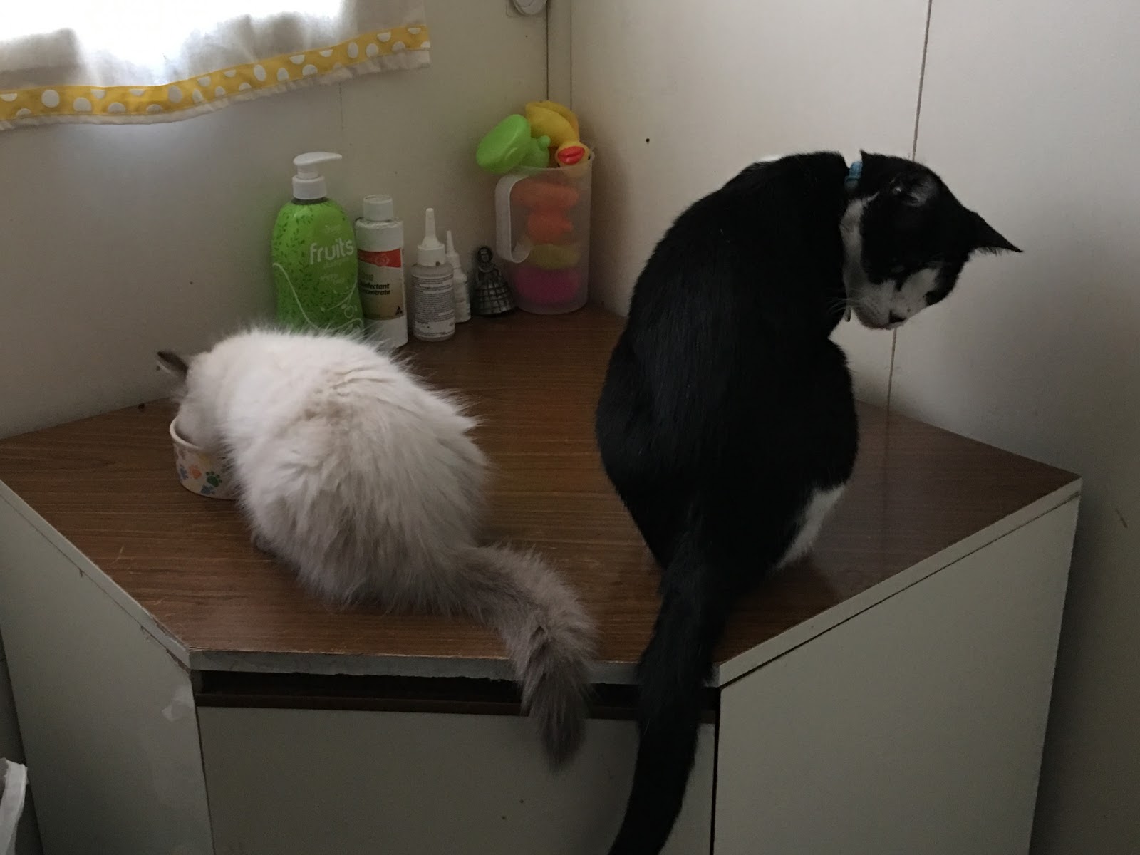 Mr Bumpy Cat Little Kitten Big Future