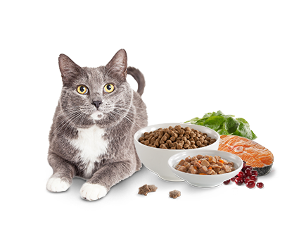 Giving Dogs Dry Cat Food Giving Dogs Dry Cat Food