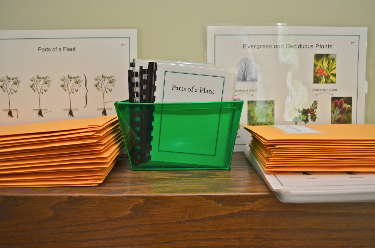 Montessori Botany Parts Of Plant