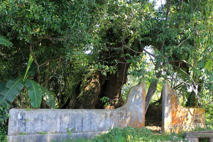 pohon tua padomasan batang