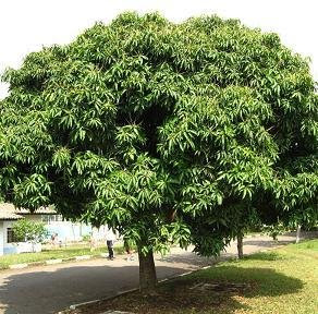 Sri Lanka Shining Land The Mango Tree