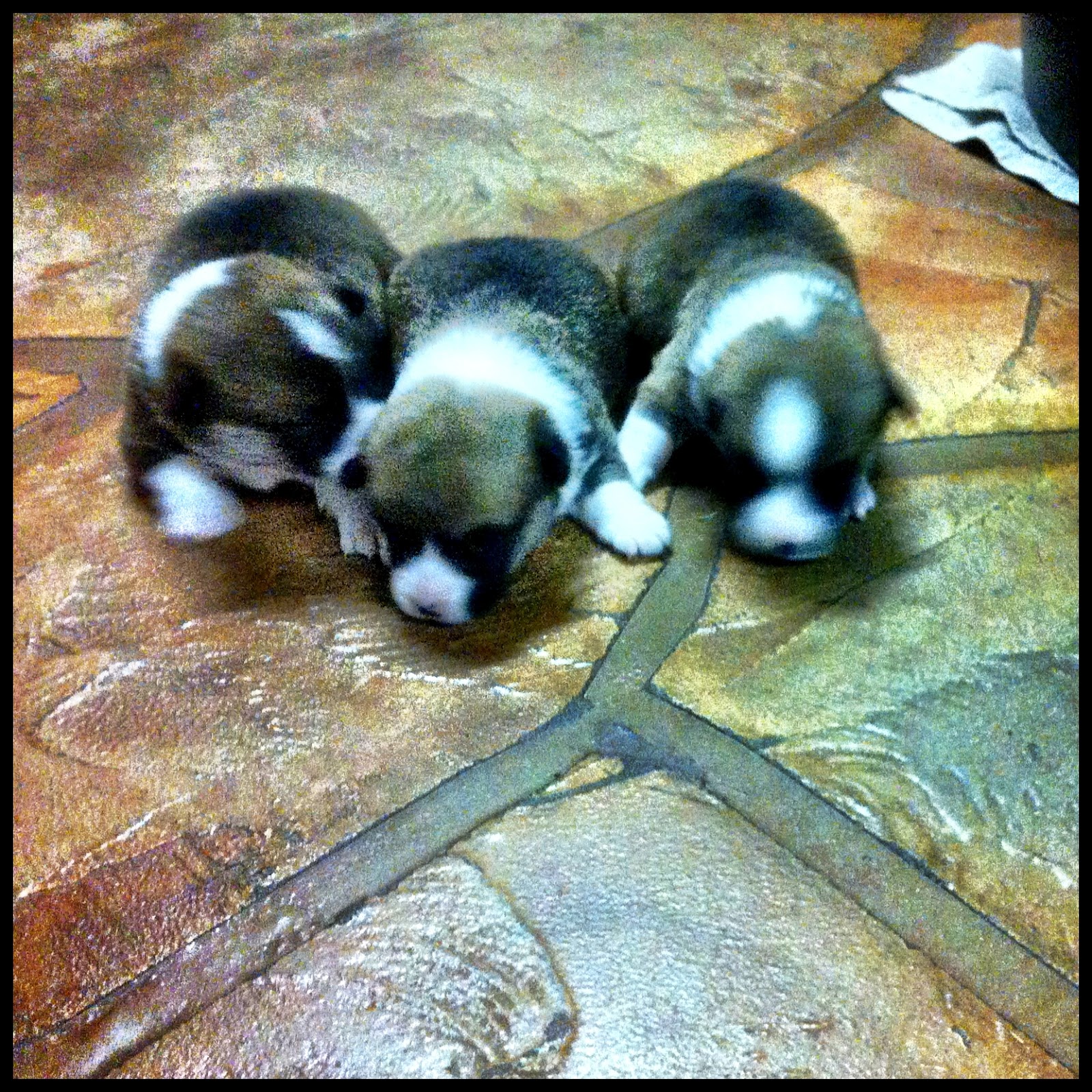 Mrs. G's Camp Macy's Puppies All Have New Homes