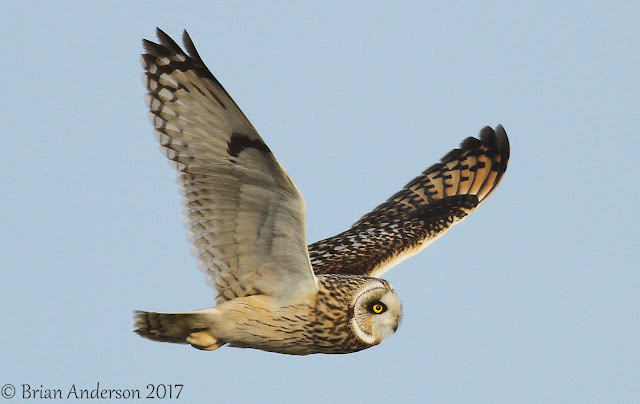 Marsh Harrier and Short-eared Owls at Elmley NNR SEO%2B5