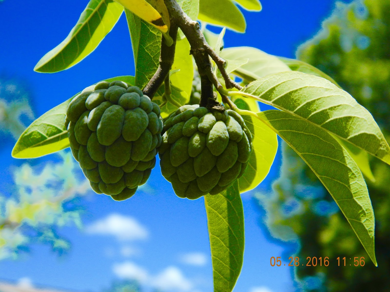 Tropical Fruit SUGAR APPLES