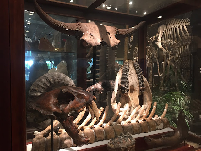 Bones and fossils on display in an antique curio in the center of the Milwaukee Public Museum.