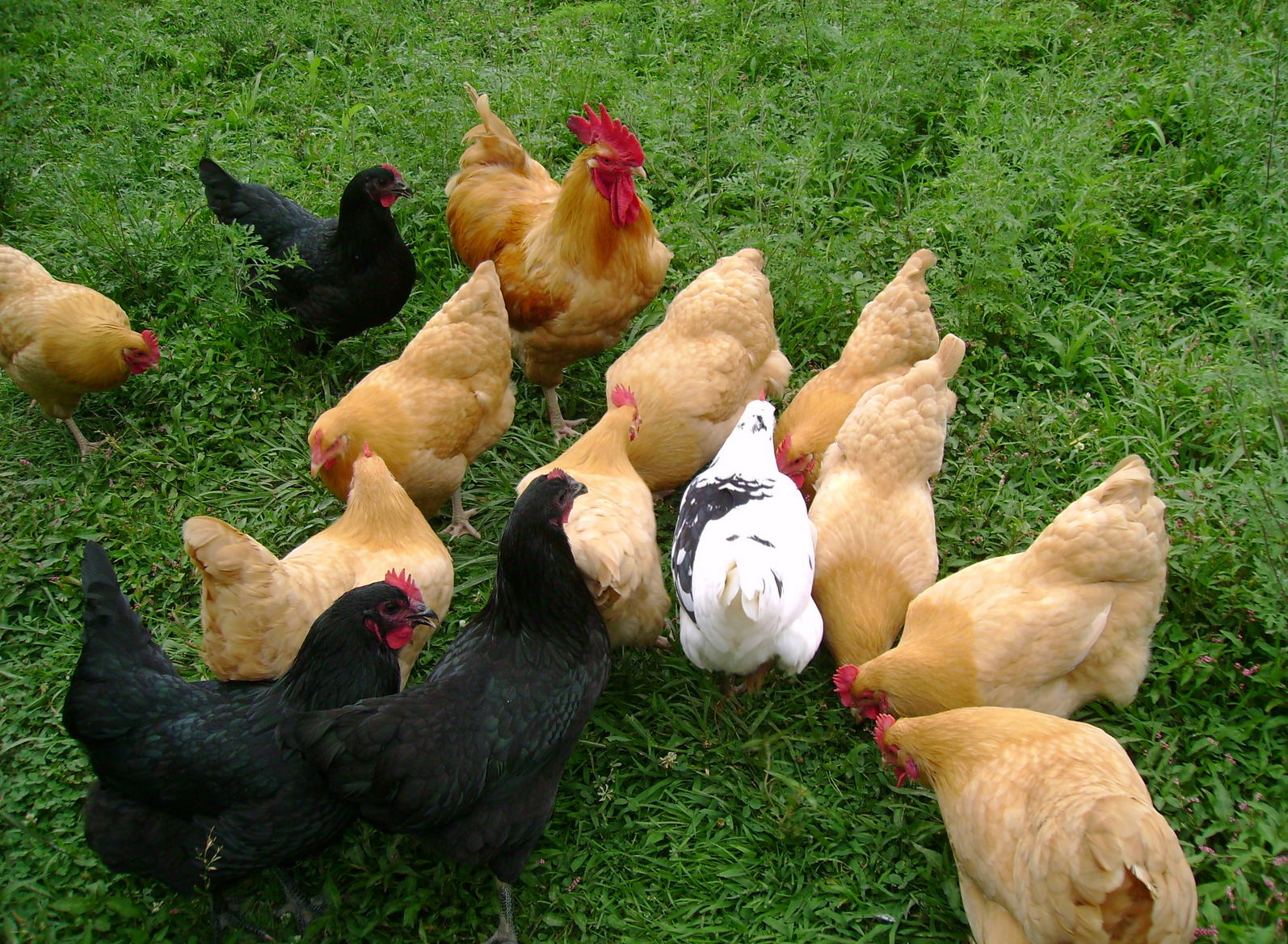 Top 10 Best Breeds Of Poultry Birds That Lay More Eggs Jaspafarm These Are Some Of The Collection Best Laying Birds