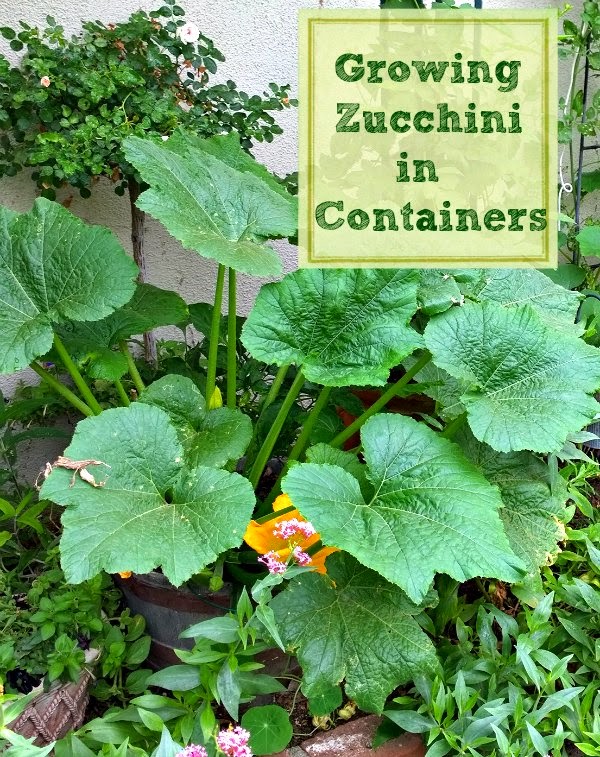 Sunny Simple Life How to Grow Zucchini in Containers