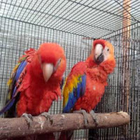 Harga African Grey Terbaru 2015 Harga African Grey Terbaru 2015