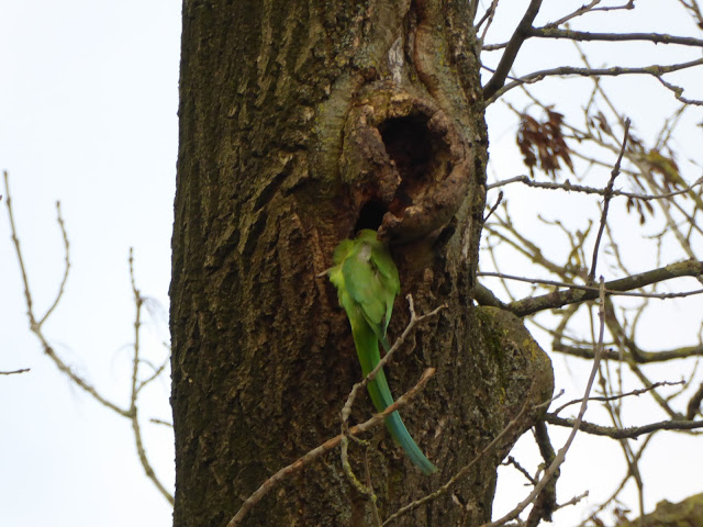 Ring-necked or Rose-ringed Parakeet (Psittacula krameri)