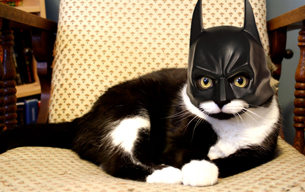 Dark Knight Rises Funny Cat Pictures
