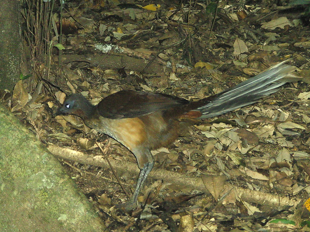 Beautiful Sound of Superb Lyrebird MyRokan