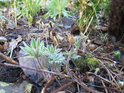 Fresh growth lupin Cutting back perennials Green Fingered Blog