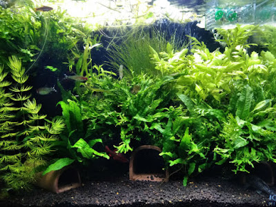 とりあえず出来上がり!でも・・・・