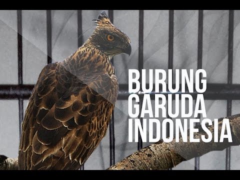 500 Gambar Burung Garuda Di Buku Gambar HD Terbaik 500 Gambar Burung Garuda Di Buku Gambar HD Terbaik