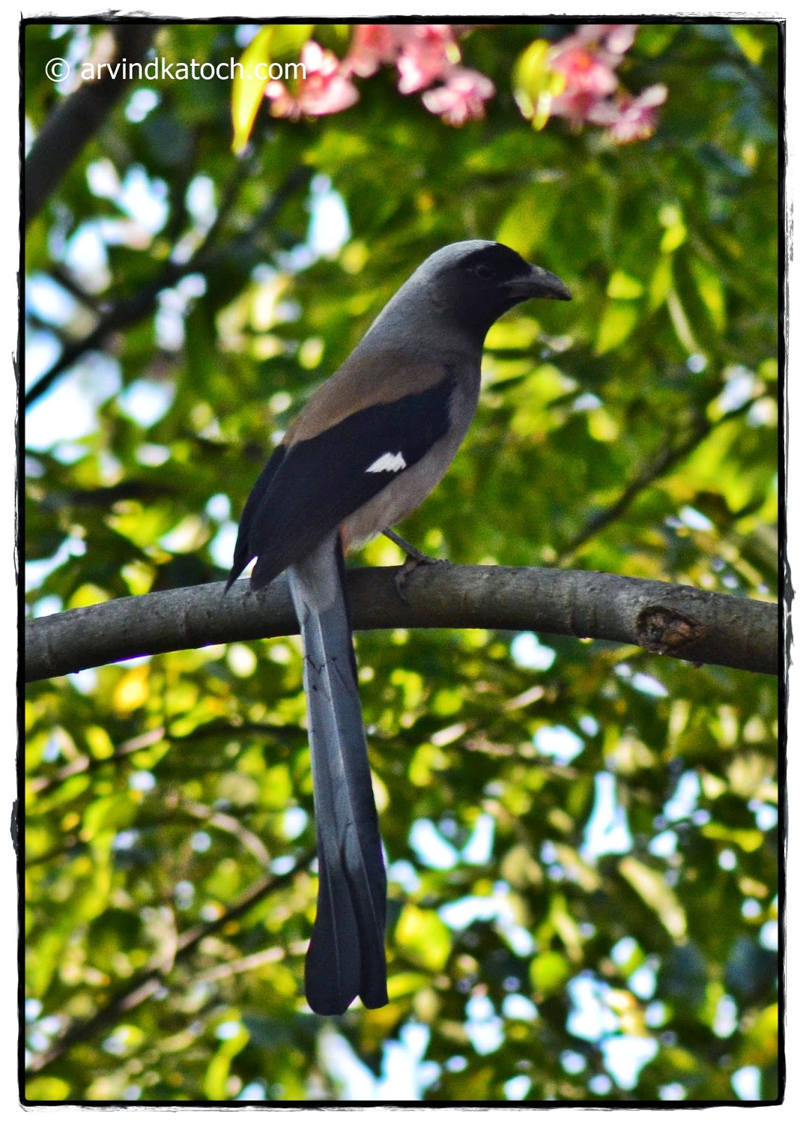 Grey Treepie Grey Treepie,