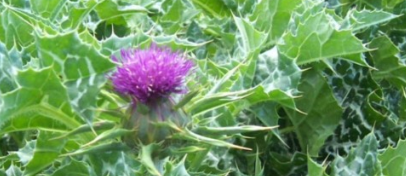 Home remedies for sebaceous cyst removal - Milk Thistle