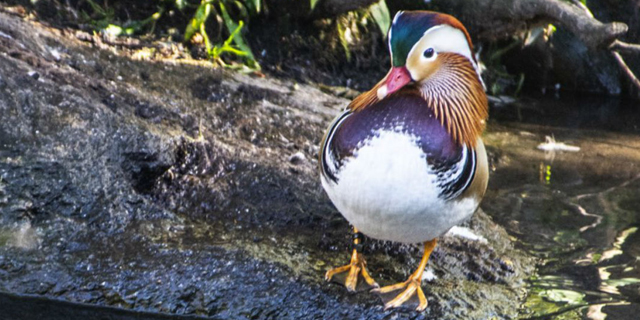 piedras en el zoológico de próstata y vejiga de nueva york