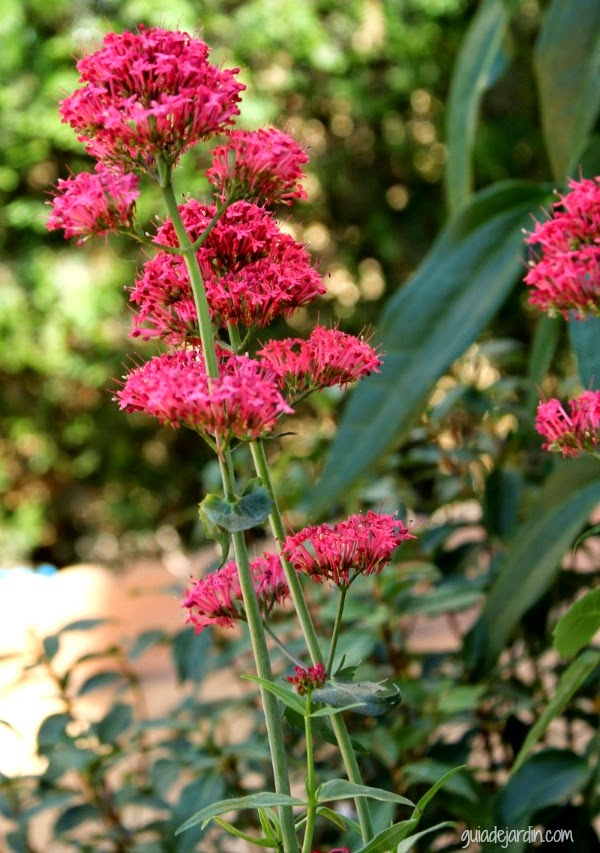 Valeriana roja Valeriana roja