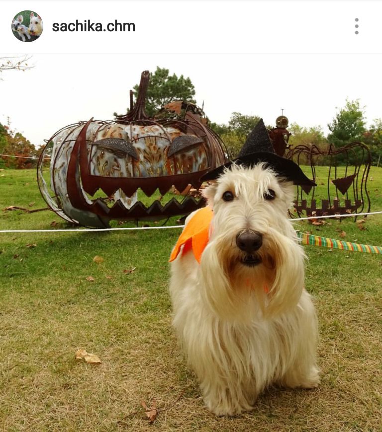 Scottie Mom 15 Scottish Terriers Rocking Costumes