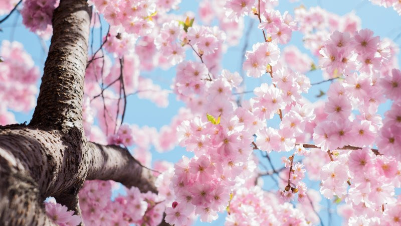 The Blooming Trees in Spring