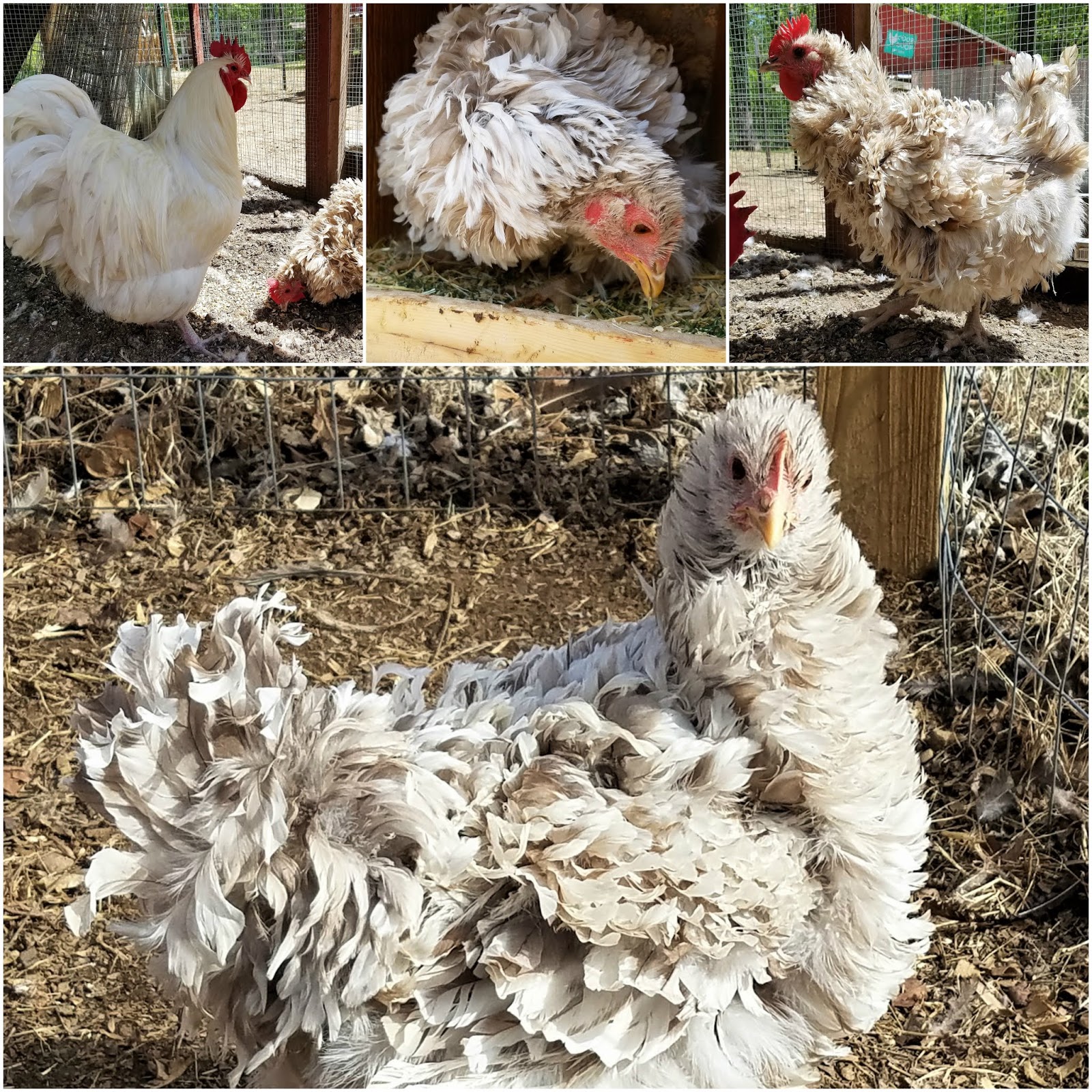Feathers and Fun English Orpington Hatching Eggs