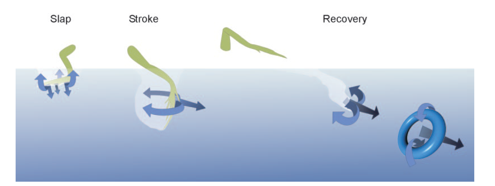 Exploring Rare Adaptations Basilisk Lizard