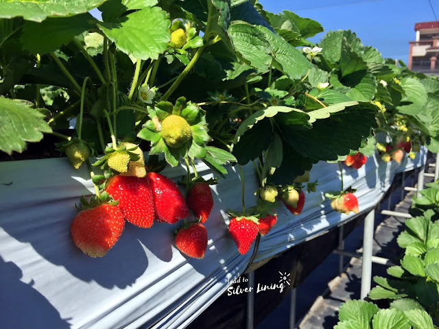 親親果園採草莓