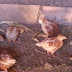 E il gallo? (maschio e femmina li creò)
