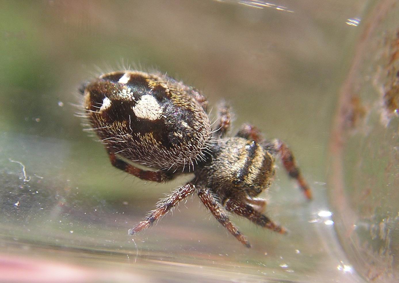 Adventures Of A Pine Cone Spider Collector 3Oct2017 La Center