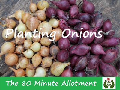 Planting Onions The 80 Minute Allotment Green Fingered Blog