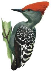 Red crested Woodpecker
