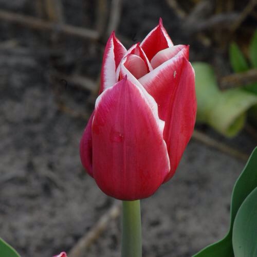 Our Parkinson's Place WORLD PARKINSON'S DAY DR. JAMES PARKINSON'S AND