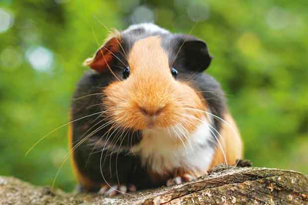 Having Only One Guinea Pig In Switzerland Is Illegal Because They Get Lonely